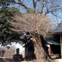 壷神社の古木(タブ)